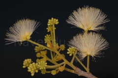 Albizia procera